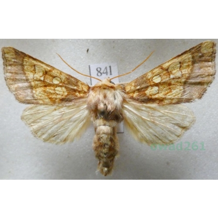 Gortyna flavago (Denis & Schiffermüller, 1775) Czech84l